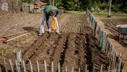 Gärtner Peter Rasch pflanzt Kartoffeln in ein Beet. © NDR Foto: Udo Tanske