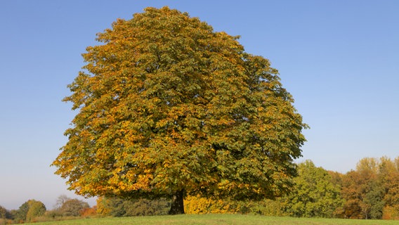 Kastanienbaum im Herbst © fotolia Foto: Child of nature