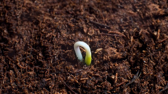 Ein Keimling wächst in Erde © imago images / agefotostock 