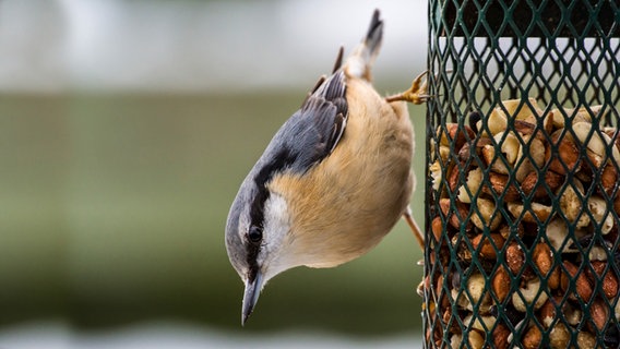 Ein Kleiber krallt sich an eine Futterstation aus Draht © Colourbox Foto: Jens Gade