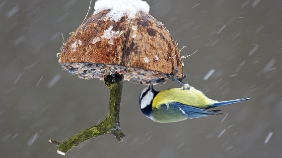 Meisenknödelhalter Wildvogel-Futterstation Vogelfutterstelle