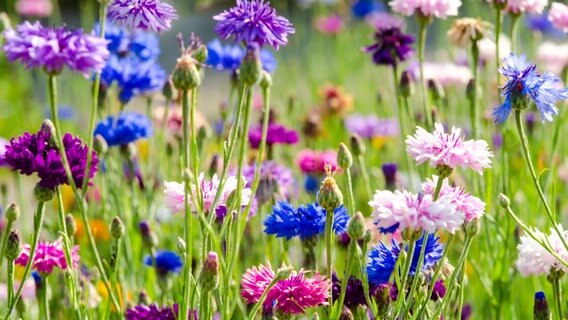 Eine Wildblumenwiese Anlegen Und Mahen Ndr De Ratgeber Garten Zierpflanzen