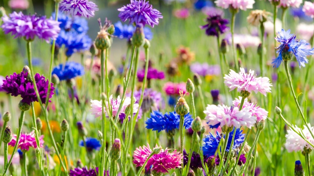 Eine Wildblumenwiese anlegen und mähen | NDR.de - Ratgeber ...