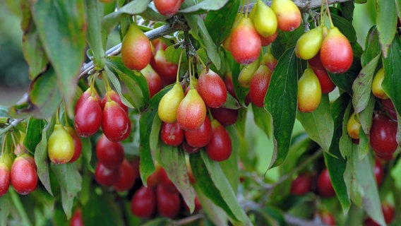 Almost ripe cornel cherries hang on a tree © IMAGO / McPHOTO Photo: -