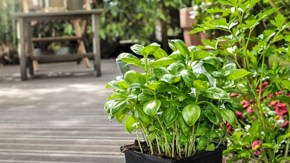 Forstyrre Pris skille sig ud Basilikum pflanzen, pflegen und ernten | NDR.de - Ratgeber - Garten -  Nutzgarten