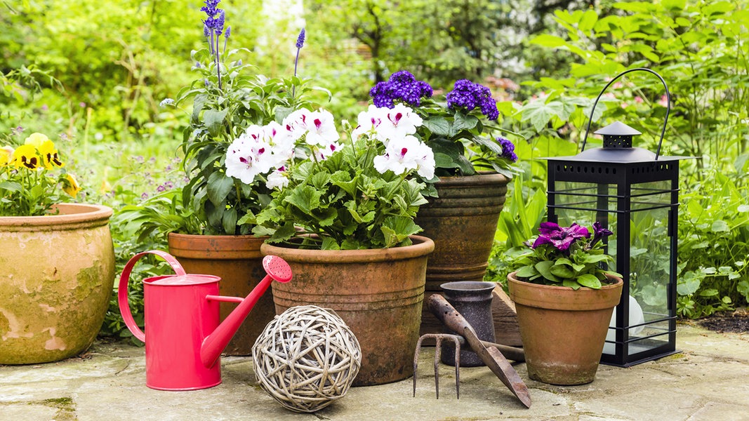 “Offene Gärten“ in MV: Gartenbesitzer laden Besucher ein