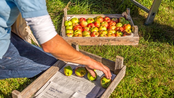 Ein Mann legt vorsichtig Äpfel in eine Holzkiste. Dahinter steht eine zweite, die schon mit Obst gefüllt ist. © NDR Foto: Udo Tanske