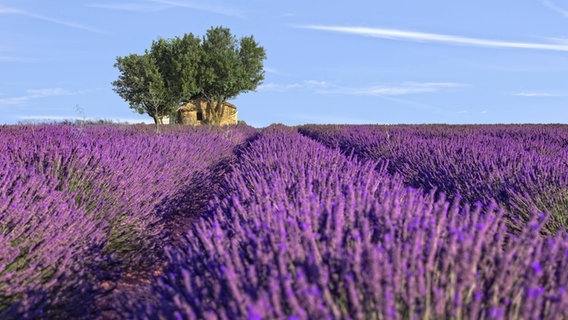Ein Feld mit blühendem Lavendel in der Provence. © imago images /Joana Kruse 