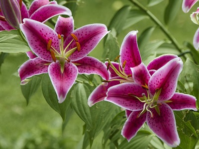 Lilien Pflanzen Und Pflegen Ndr De Ratgeber Garten Zierpflanzen