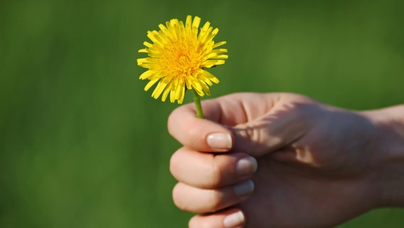 Eine Hand hält die gelbe Blüte eines Löwenzahns. © Colourbox Foto: -