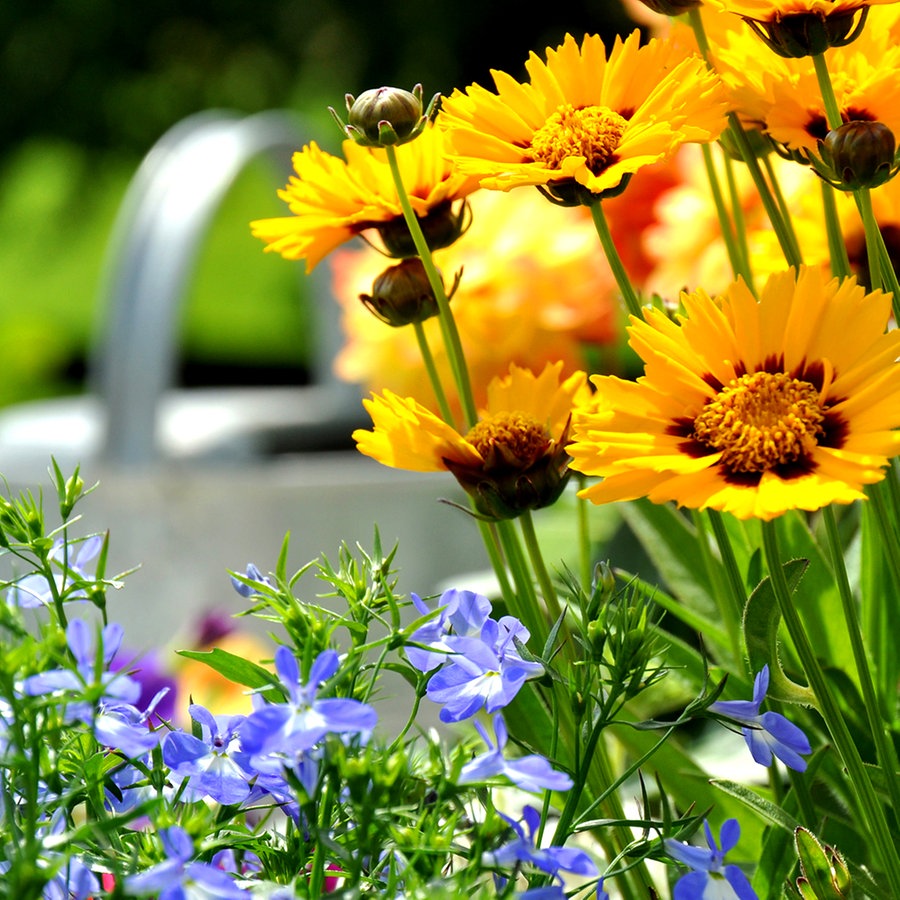 Pflanzen für sonnige und trockenere Standorte | NDR.de - Ratgeber - Garten  - Zierpflanzen