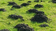 Maulwurfshügel auf einer Grasfläche. © Christian Schwier - Fotolia Foto: Christian Schwier