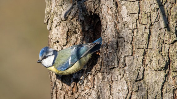 Eine Blaumeise sitzt an einem Astloch eines Baumstamms. © NABU Foto: Christoph Wagner