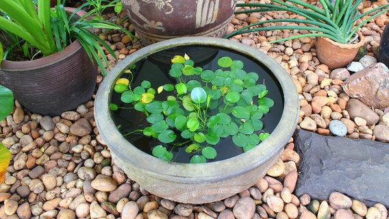 Kleine Wasserpflanzen in einem Blumentopf-Miniteich. © COLOURBOX Foto: -