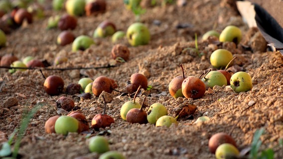Heruntergefallene Äpfel © PantherMedia Foto: hecos