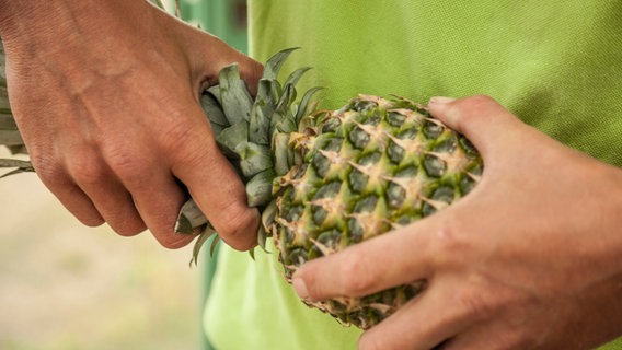 Peter Rasch dreht den Strunk einer Ananas ab. © NDR Foto: Udo Tanske