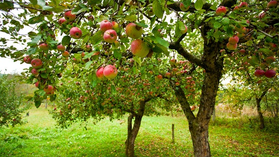 Äpfelbäume auf einer Wiese. © fotolia Foto: xalanx