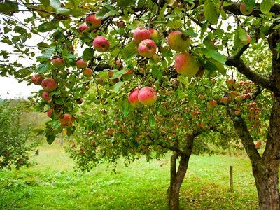 - die finden Sorte richtige - Nutzgarten - und NDR.de Ratgeber Garten pflanzen Apfelbäume |