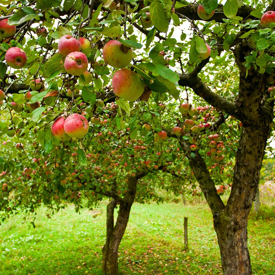 Apfelbäume pflanzen und die richtige Sorte finden
