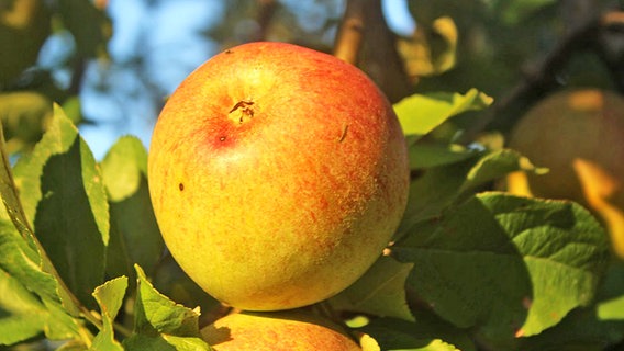 Äpfel der Sorte Celler Dickstiel an einem Baum. © NDR 