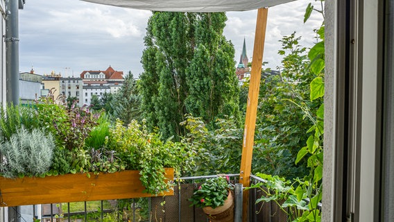 Auf einem Balkon wachsen Kräuter und Gemüse © NDR Foto: Udo Tanske
