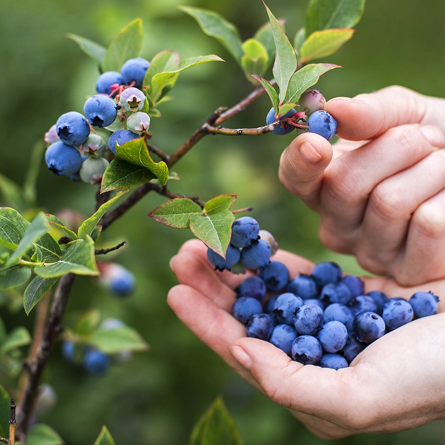 Heidelbeeren pflanzen: So gedeiht der Strauch in Kübel und Beet | NDR.de -  Ratgeber - Garten - Nutzgarten