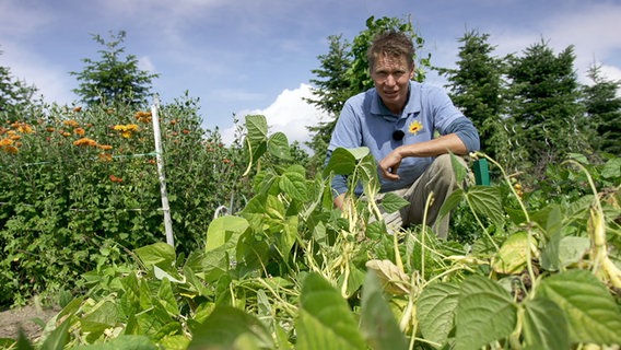 Gärtner Peter Rasch hockt im Bohnenbeet © NDR Foto: Udo Tanske