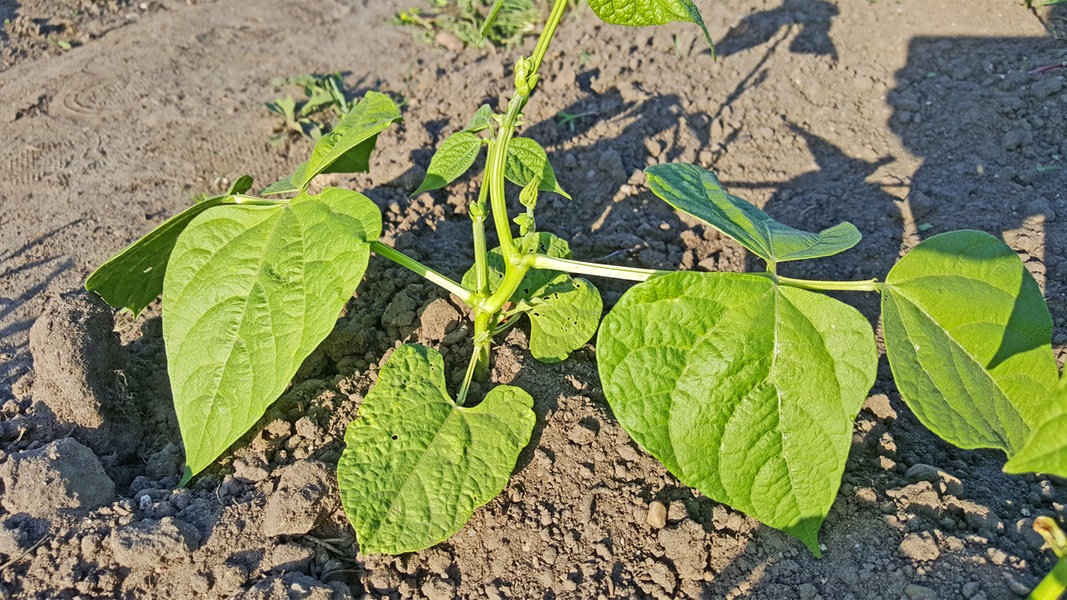 Bohnen Pflanzen In Topf Und Beet Ndr De Ratgeber Garten