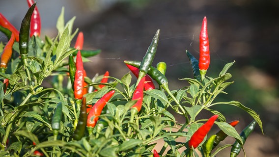 Chili-Pflanze mit Schoten © Colourbox Foto: Siripong Jitchum