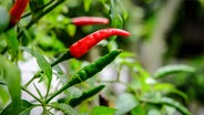 Chili-Pflanze mit Schoten © Colourbox Foto: Ratthanan Thanacharoennat