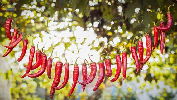 Chili-Schoten trocknen an einer Leine © Colourbox Foto: VonSergiy