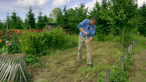 Gärtner Peter Rasch hockt im gemähten Erdbeerbeet © NDR Foto: Udo Tanske