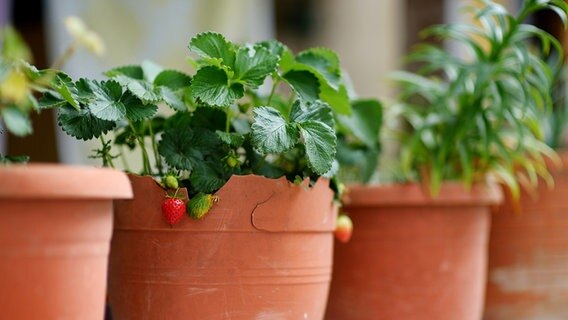 Strawberries growing in a pot © Panthermedia Photo: maximkabb (YAYMicro)