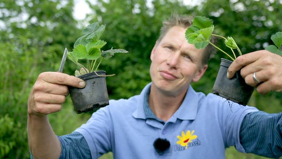 Gärtner Peter Rasch hält zwei Töpfe mit Erdbeerpflanzen in den Händen © NDR Foto: Udo Tanske