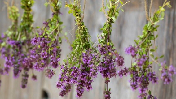 Krauter Richtig Uberwintern Ndr De Ratgeber Garten