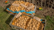 Verschiedene Säcke mit Frühkartoffeln © NDR Foto: Udo Tanske
