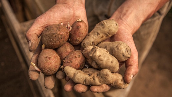 Zwei Hände halten unterschiedliche Sorten Kartoffeln. © NDR Foto: Udo Tanske