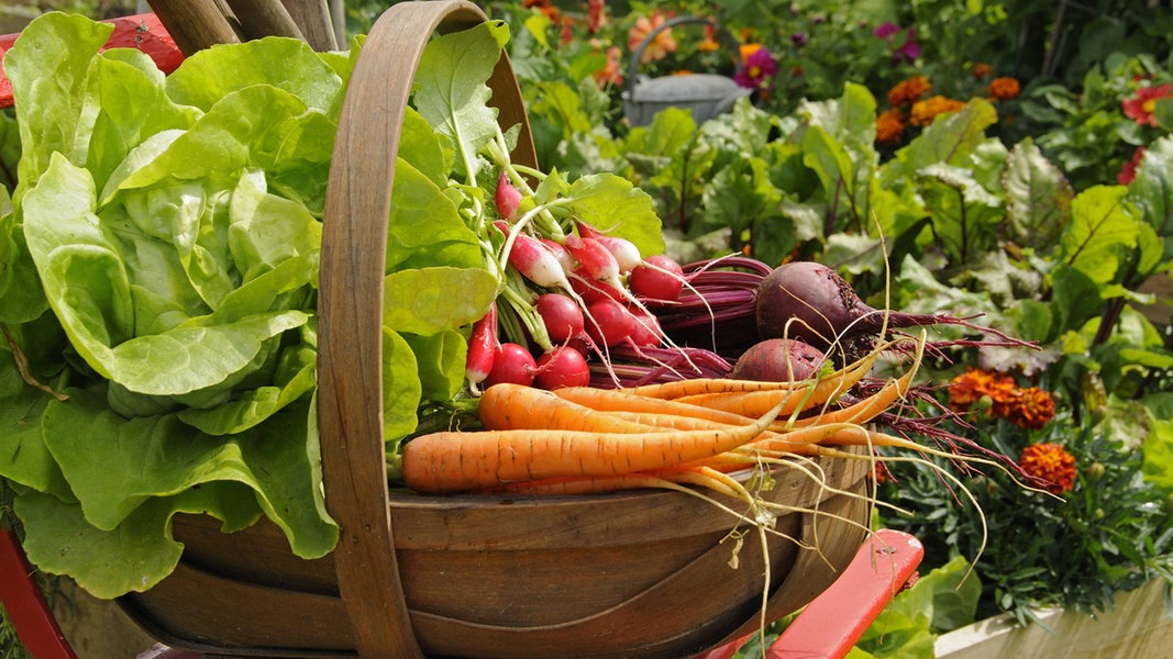 Gemüse im Garten anbauen: Die wichtigsten Tipps | NDR.de - Ratgeber