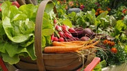 Frisch geerntetes Gemüse in einem Korb © imago/Imagebroker 