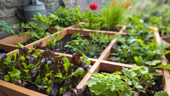 Salat, Erdbeeren, Kräuter und Blumen wachsen in einem Pflanzgefäß aus Holz auf einem Balkon © imago images / alimdi 