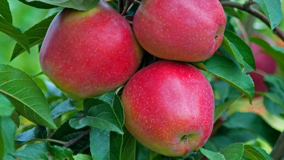 Drei Äpfel der Sorte Gloster hängen an einem Baum. © imago images Foto: blickwinkel