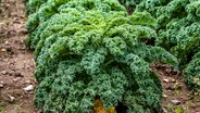 Grünkohl-Pflanzen im Beet © Colourbox Foto: #8