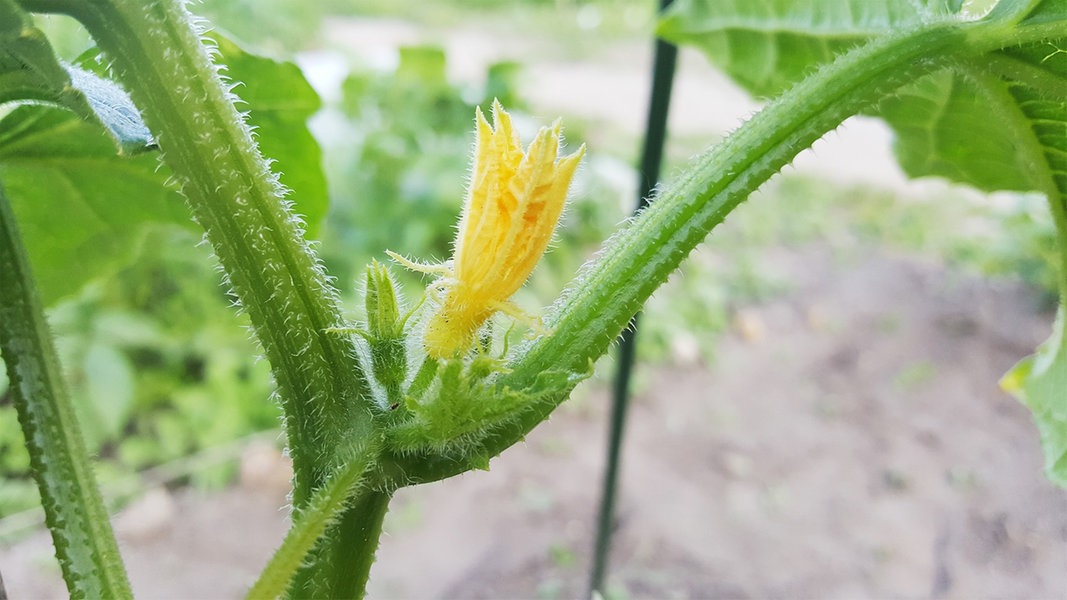 Welche Blüten bei Gurken entfernen?