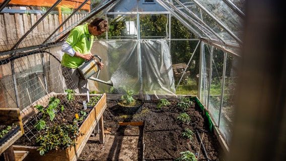 Gartenprofi Peter Rasch steht in einem Gewächshaus und gießt eine Gurkenpflanze. © NDR Foto: Udo Tanske