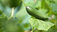 Eine Gurkenpflanze mit Frucht © picture alliance Foto: Andreas Franke