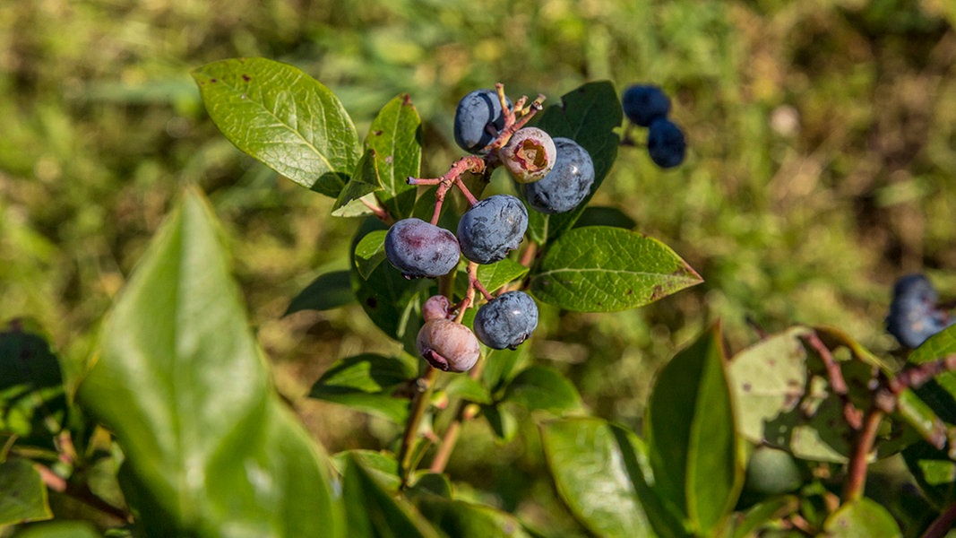 Heidelbeeren im Kübel und Beet pflanzen | NDR.de - Ratgeber - Garten ...