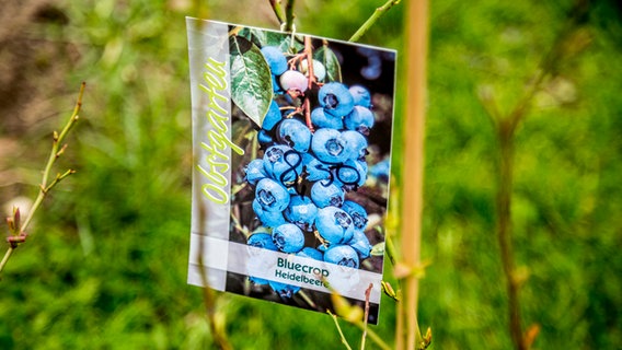 Ein Schild mit der Aufschrift "Bluecrop Heidelbeeren" hängt an einem Zweig © ndr.de Foto: Udo Tanske