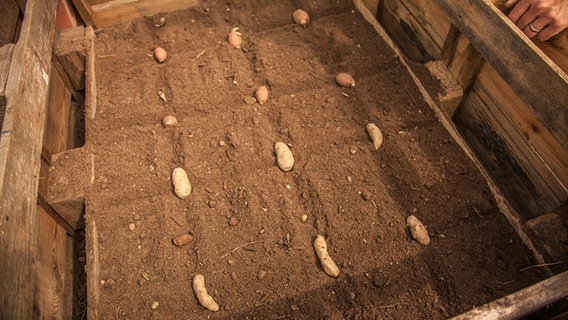 Kartoffeln liegen in einem Hochbeet  Foto: Udo Tanske
