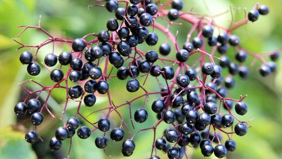 Black elderberries © imago images / CHROMORANGE 