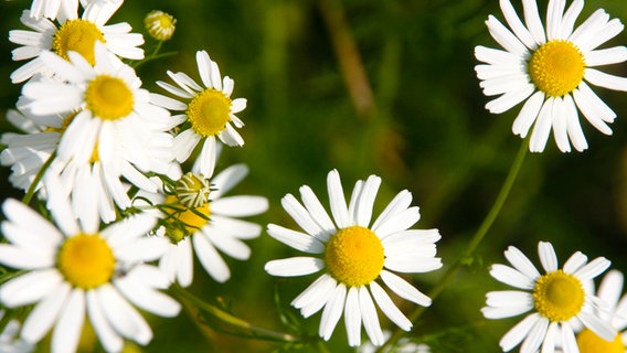 Blooming camomile in a close-up.  © NDR Photo: Anja Deuble